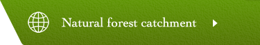Natural forest catchment