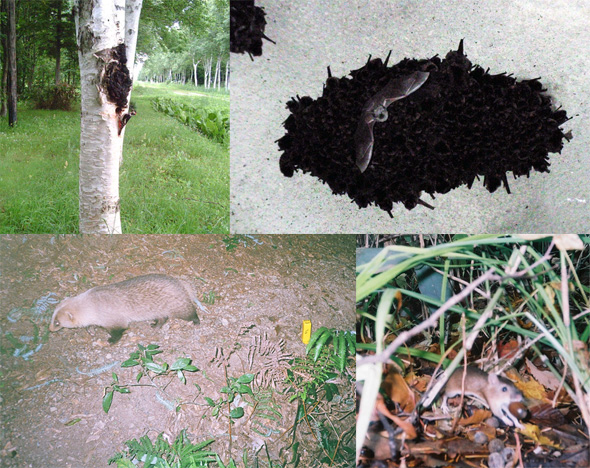 Clockwise from top left, Great spotted woodpecker (Dendrocopos major) , Mixed colony of Eastern Bent-winged Bat (Miniopterus fuliginosus) and Japanese Large-footed Bat (Myotis macrodactylus), Large Japanese field mouse (Apodemus speciosus), Eurasian badger (Meles meles).