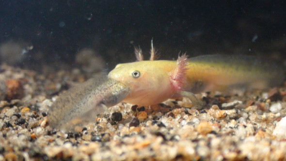 Cannibalism of Ezo salamander larvae (Hynobius retardatus)