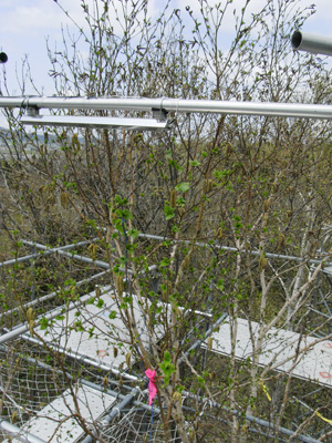 Experimental warming of canopy region of birch trees (Betula ermanii) using infrared lamp in Nakagawa Experimental Forest