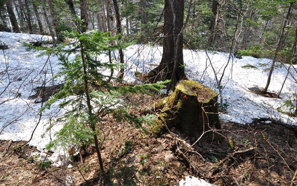 Development of a sustainable forestry regime in northern Hokkaido