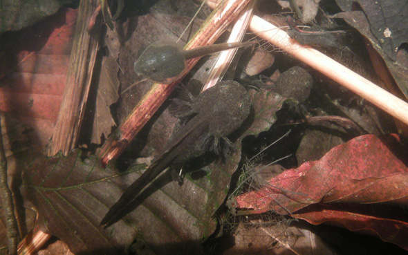 野外池のエゾサンショウウオ幼生（下）とエゾアカガエルのオタマジャクシ（上）