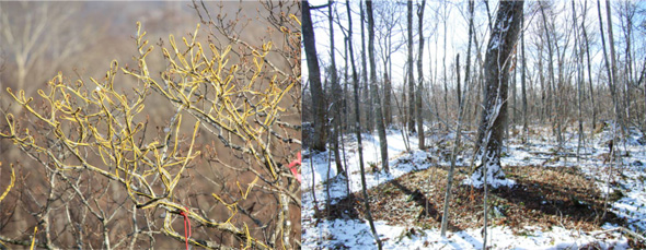 電熱線を用いたミズナラ成木の温暖化操作実験：高さ20mの成木の枝（左）と、その地中（右）の温度を2007年から継続的に暖め続けています。林内の観察用クレーンを活用して、蛾幼虫による食害や葉の光合成機能などについて直接的な観察と実験を行っています。