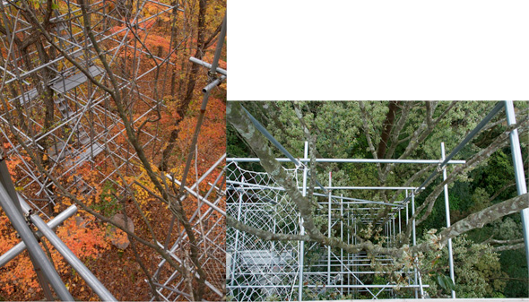 落葉広葉樹林（左）や常緑広葉樹林（右）の林冠に自由にアクセスするためのクレーンやジャングルジム25基を使って林冠部の機能や生物多様性を調べています。
