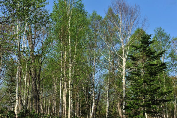 枯死木は、林業生産のうえでは「無用の存在」でしたが、一方で、生物多様性や物質循環を支える生態系の重要な構成要素です。このような視点も取り入れて、利用と保全の両立を指向した森林管理方法の研究を進めています。