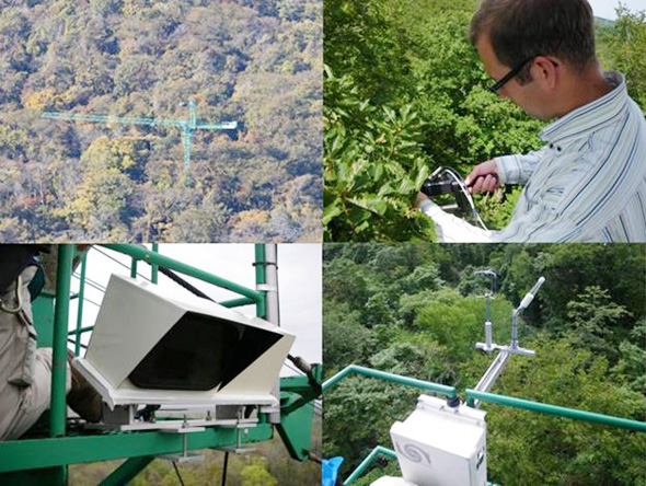 林内のクレーンや観測タワーを使い、リモートセンシングの基礎研究を行っています。葉や林冠の光学特性を計測し、同時に測定したフェノロジーや、葉の理化学性、生理機能との関係を解析することで、広域推定に必要な情報を整理します。