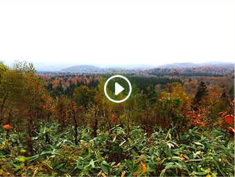 アカエゾマツ湿地林トレイル 雨龍研究林 泥川流域保存林