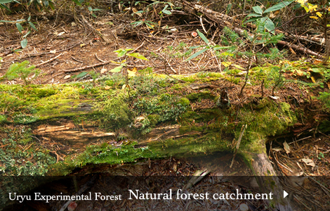 Natural forest catchment